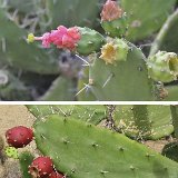 Opuntia karwinskiana (ex Nopalea) ©Juergen Menzel.jpg